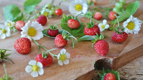 Mignonette Alpine Strawberry - Cheap Seeds, LLC