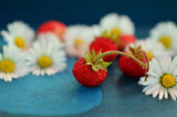 Mignonette Alpine Strawberry - Cheap Seeds, LLC
