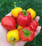 Handful of Mini Bell Peppers - Cheap Seeds, LLC