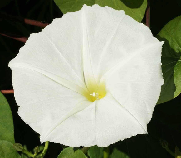 White Moonflower Flower Bloom