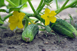 Muncher Cucumber - Cheap Seeds, LLC