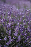 Munstead Lavender - Cheap Seeds, LLC