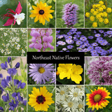 Northeast Native Wildflower Seed Mix - Cheap Seeds, LLC