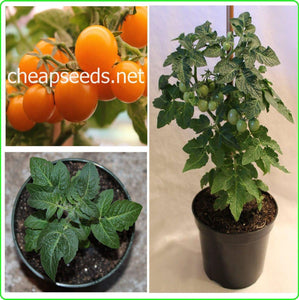 Orange Hat Micro Dwarf Tomato - Cheap Seeds, LLC