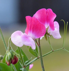 Painted Lady Sweet Pea - Cheap Seeds, LLC