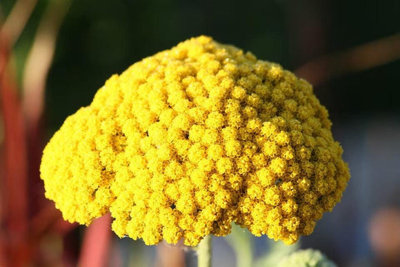Parkers Gold Yarrow - Cheap Seeds, LLC