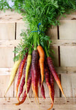 Purple Carrot - Cheap Seeds, LLC