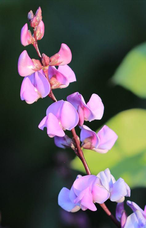 Purple Hyacinth Bean - Cheap Seeds, LLC
