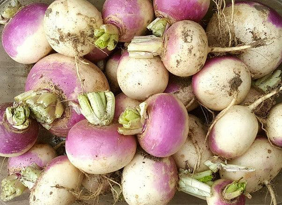 Purple Top White Globe Turnip 