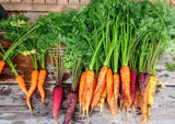 Rainbow Blend Carrot Mix - Cheap Seeds, LLC