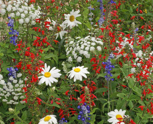Red White Blue Seed Mixture