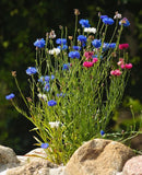 Patriotic Seed Mixture - Red, White and Blue Flowers - Cheap Seeds, LLC