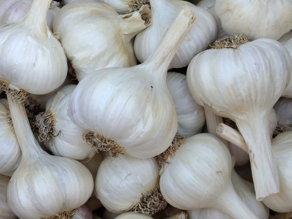 Spanish Roja Garlic - Cheap Seeds, LLC