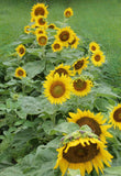 Short Stuff Sunflower - Cheap Seeds, LLC