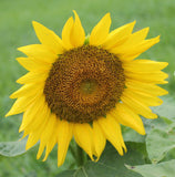 Short Stuff Sunflower - Cheap Seeds, LLC