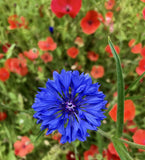 Tall Blue Cornflower - Cheap Seeds, LLC
