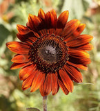 Velvet Queen Sunflower - Cheap Seeds, LLC