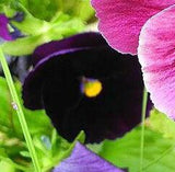 Viola Bowles Black Pansy