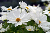 White Purity Cosmos - Cheap Seeds, LLC