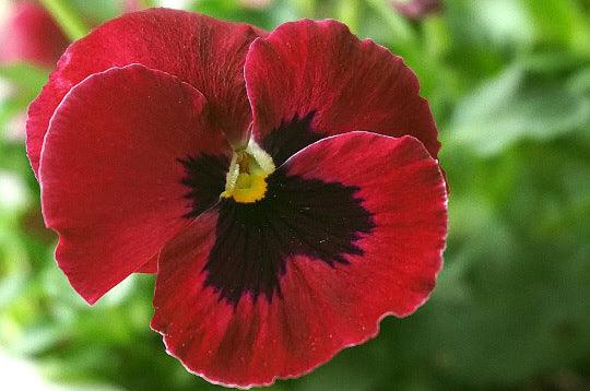 Arkwright Ruby Viola Pansy Flower - Cheap Seeds, LLC