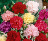 Colorful Carnation flowers