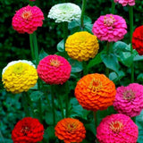 Cut and Come Again Zinnia flower mix