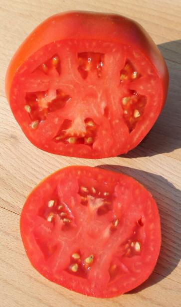 Druzba Tomato - Cheap Seeds, LLC