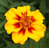 Naughty Marietta Marigold flower