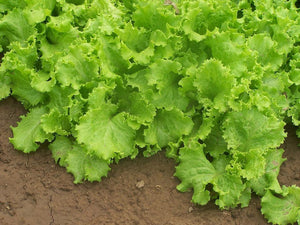 Grand Rapids Leaf Lettuce  - Cheap Seeds, LLC