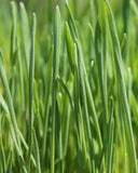 Wheatgrass, Hard Red Spring - Cheap Seeds, LLC