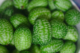 Mexican Sour Gerkin Cucumber - Cheap Seeds, LLC