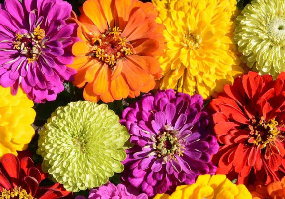 Painted Wagons Zinnia Mix Flowers