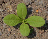 Pincushion Flower - Cheap Seeds, LLC