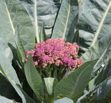 Purple of Sicily Cauliflower - Cheap Seeds, LLC