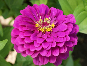 Purple Prince Zinnia flower