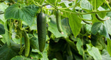 Straight Eight Cucumber - Cheap Seeds, LLC
